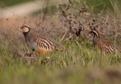 Carrera de la naturaleza hacia la extinción en masa